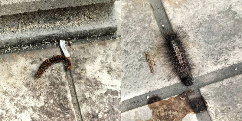 外で発見したムカデと毛虫の死骸