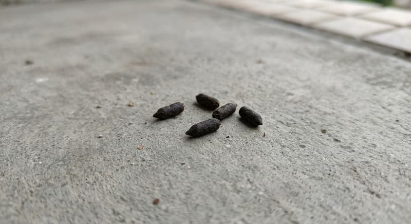 ベランダの床に落ちているネズミの糞の写真